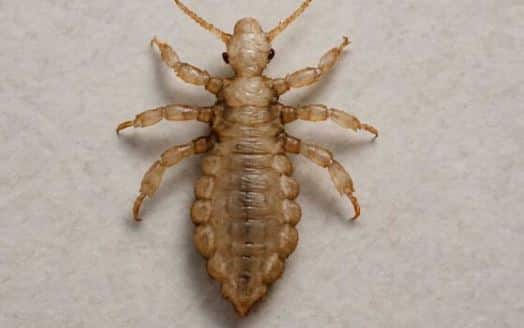 дезинфекция от вшей